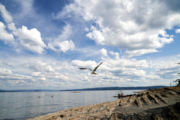 Seagull flying fast in the strong wind. Shot at Vollen, Asker, Norway.