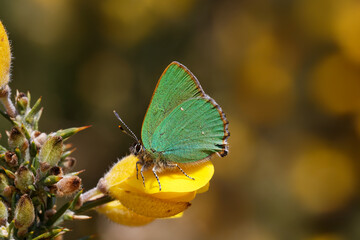 A Green Hairstreak butterfly perched on yellow Gorse flowers.