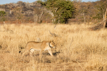 Naklejka na ściany i meble Lioness (Panthera leo) with a tracking collar on the prowl in early morning, near Etosha National Park, Namibia.