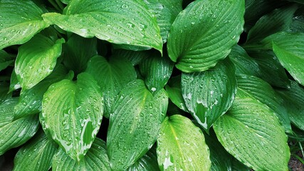 green leaves background