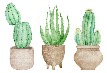 Potted Cactuses isolated on the white background. Watercolor hand drawn set illustration.