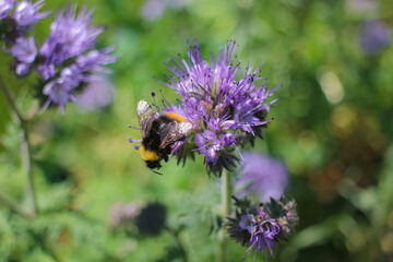 Bumble bee finding nectar on a purple flower in sunshine