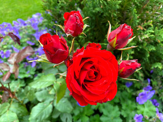 Fototapeta premium A red rose, next to some rosebuds in, Thornbury, Bradford, UK