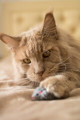 A beautiful fluffy red cat lies on a beige bedspread with a small gray toy mouse. Good for flyers, posters, billboards.