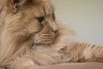 
A beautiful fluffy ginger cat lies on a beige bedspread. Good for flyers, posters, billboards.