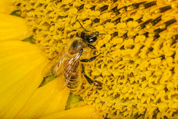 Bee collects nectar on sunflower