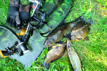 Spearfishing. Underwater gun, fins and fish on the grass on the waterfront.