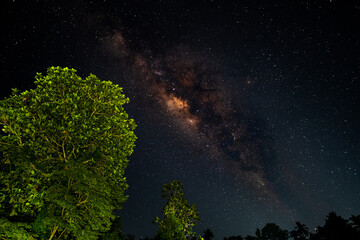 The milky way and some trees
