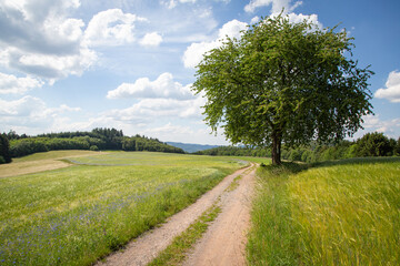 View of the landscape of the low mountain range Odenwald with a free-standing tree on a hiking...