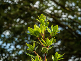 BAY LEAF