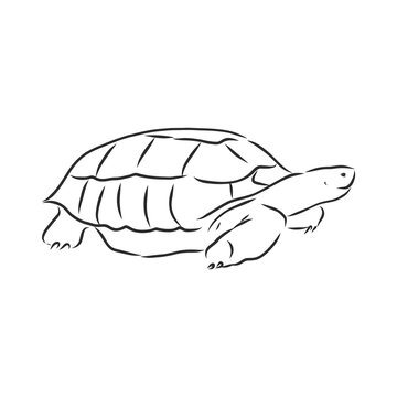 Graphical tortoise isolated on white background,vector illustration, tattoo animal. turtle, vector sketch illustration