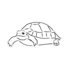 Graphical tortoise isolated on white background,vector illustration, tattoo animal. turtle, vector sketch illustration