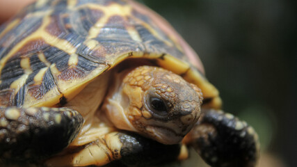 Fototapeta premium turtle on the grass