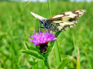 Marbled White Butterfly (Melanargia galathea) on a Field scabius. The proboscis can be seen going into the flower