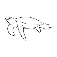 Graphical tortoise isolated on white background,vector illustration, tattoo animal. turtle, vector sketch illustration