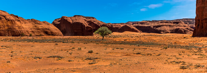 A view of a lone tree in desert plain in Monument Valley tribal park in springtime
