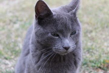 Black silver cat, with greenish eyes.
Pet
Gato negro ojos azules