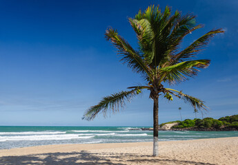Obraz na płótnie Canvas tropical beach with palm trees - Coqueiro - Barra de Camaratuba - Paraíba