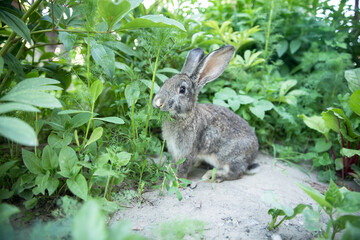 rabbit under the bushes