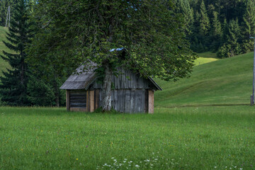 Fototapeta premium Very small old wooden cottage hut house in pristine nature. Big tree and green grass meadow in foreground, forest in background. Alpine landscape in summer season