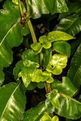 Fern (Diplazium proliferum)