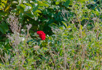 flor de rosas en medio de malezas en el campo
