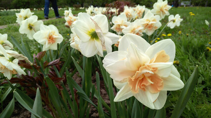 Daffodils. Spring. Kolomensky park. Flower garden.