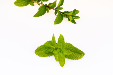 herbs fresh from the garden - mint