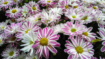 Fototapeta premium Flowerbed with beautiful asters. Fall.