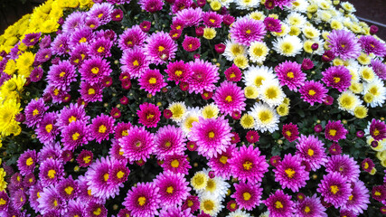Flowerbed with beautiful asters. Fall.