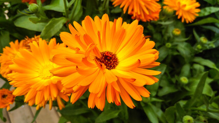 Orange beautiful flowering marigolds. Fall.