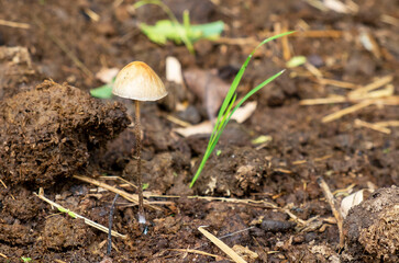 mushroom growing on animal dung