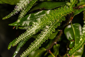 Fern (Cleandra distenta)