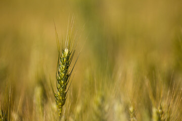 Fototapeta premium Summer field full of the wheat.