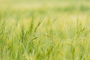 Summer field full of the wheat.