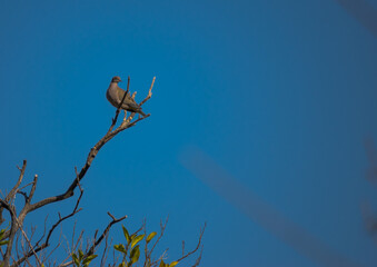 torcacita sentada en rama seca