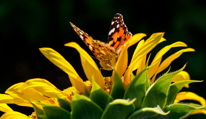 The butterfly Vanessa cardui on the sunflower during hot days.
