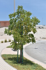 Beautiful neem tree in roadside.Azadirachta indica.