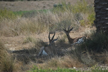 Small gazelle sitting on Sadiyat island, UAE.Desert Animals in UAE - Wildlife.