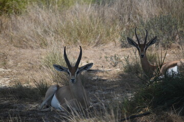 Obraz premium Small gazelle sitting on Sadiyat island, UAE.Desert Animals in UAE - Wildlife.