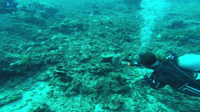 Seiche et un plongeur sous marin aux &icirc;les Gili, Indon&eacute;sie 