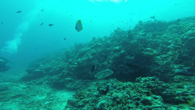 Plong&eacute;e sous marine aux &icirc;les Gili, Indon&eacute;sie 