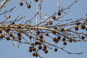 Fruits of a tree without leaves