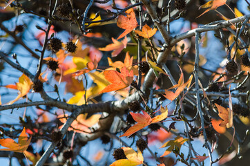 Hojas ocres del árbol en otoño. 8