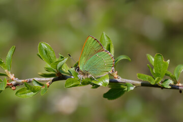 A Green Hairstreak butterfly perched on green leaves.