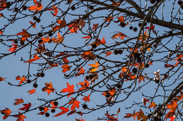 Hojas ocres del árbol en otoño.7
