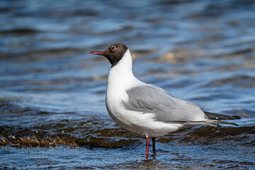 Black-headed Gull - Naurulokki