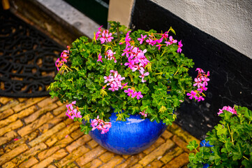 It's Flowers in Haarlem, Netherlands