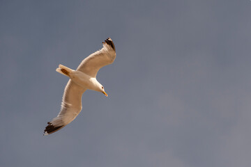 Seagull in flight with spread wings hovering over the sea.