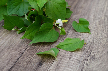 Houttuynia Cordata Fish leaves vegetable